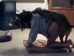 A K9 fucks a once-shy college student on camera